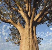 The Kimberley Grande - Sunshine Coast Tourism