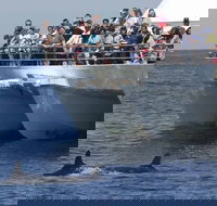 MoonshadowTQC Cruises - Sunshine Coast Tourism