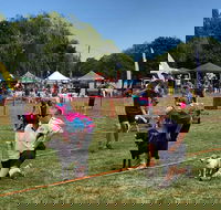 Dogs in the Park Orange - Sunshine Coast Tourism
