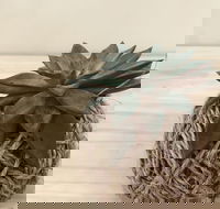 Kokedama Workshop - Sunshine Coast Tourism