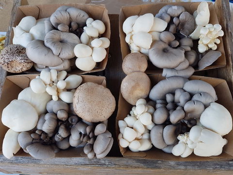 Lawrence Farmers And Community Markets - Sunshine Coast Tourism 2