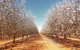 Mallee Almond Blossom Festival - thumb 0