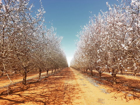 Mallee Almond Blossom Festival - Sunshine Coast Tourism 0