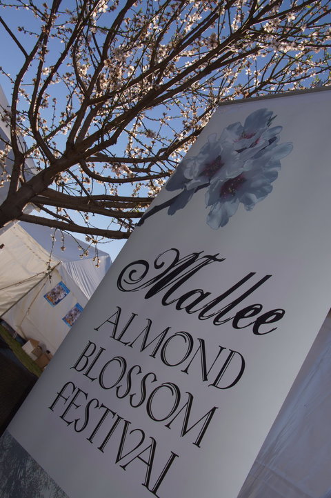 Mallee Almond Blossom Festival - Sunshine Coast Tourism 1