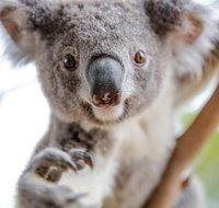 Meet the Stars of the Livestreams - Holiday Sunshine Coast
