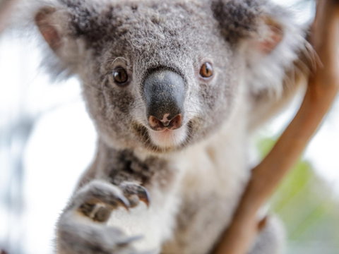 Meet The Stars Of The Livestreams - Holiday Sunshine Coast 0