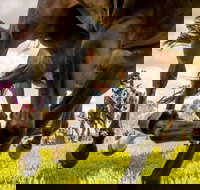 Night Markets and Race Day - Sunshine Coast Tourism