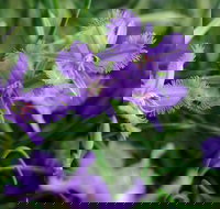 Our Campbelltown - Sunshine Coast Tourism