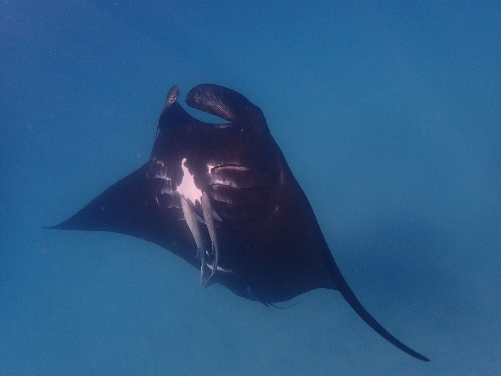 Bernier Island WA Sunshine Coast Tourism