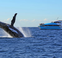 Whale Watching Cruises - Holiday Sunshine Coast