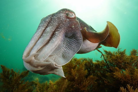 Whyalla Maritime Museum - Cuttlefish Capers - Sunshine Coast Tourism 0