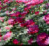 2020 Woolmers Estate Festival of Roses - Holiday Sunshine Coast