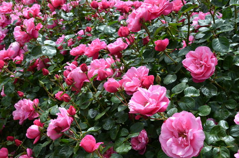 2020 Woolmers Estate Festival Of Roses - Sunshine Coast Tourism 0