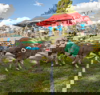 Caragabal Sheep Races - Sunshine Coast Tourism