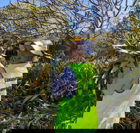 Conservation Volunteers Australia Townsville - Beach Scrub Conservation - Sunshine Coast Tourism