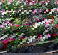 Culburra Beach Monthly Markets