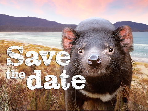 Cygnet Market - Sunshine Coast Tourism 0