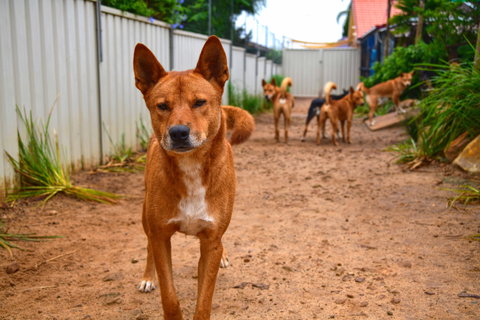 Dingo Den Discovery Experience - Sunshine Coast Tourism 2