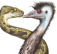 Edward The Emu - Sunshine Coast Tourism