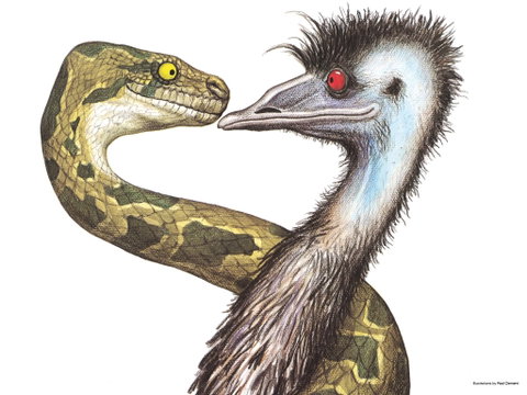 Edward The Emu - Sunshine Coast Tourism 0
