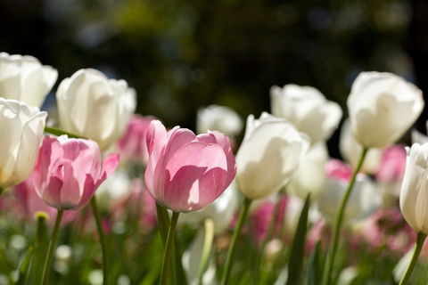 Floriade: Reimagined - Sunshine Coast Tourism 0