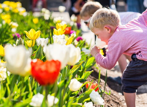 Floriade: Reimagined - Sunshine Coast Tourism 1