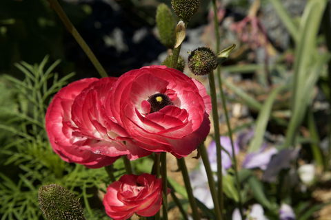 Garden Expo Benalla - Sunshine Coast Tourism 0