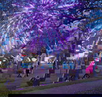 Grafton Jacaranda Festival - Sunshine Coast Tourism