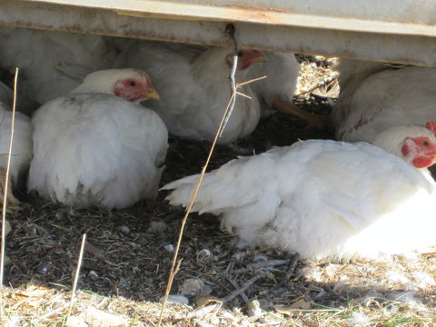 Keeping Healthy Backyard Chickens - Sunshine Coast Tourism 5