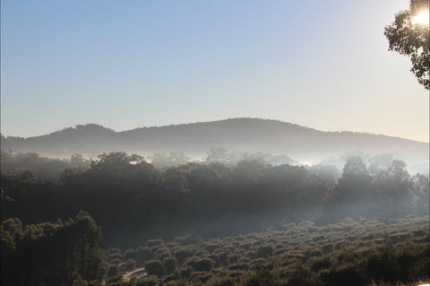 Mudgeeque - Sunshine Coast Tourism 0