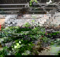 Newcastle - Huge Indoor Plant Warehouse Sale - Christmas Bonanza - Holiday Sunshine Coast