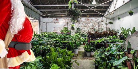 Newcastle - Huge Indoor Plant Warehouse Sale - Christmas Bonanza - Holiday Sunshine Coast 0
