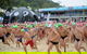 Noosa Summer Swim Festival 2021 - thumb 2
