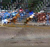 North Queensland Elite Rodeo - Sunshine Coast Tourism