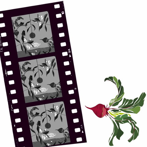 Oseanica Film Project - Sunshine Coast Tourism 0