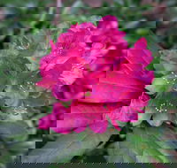 Rhododendrons at Brangayne - Sunshine Coast Tourism