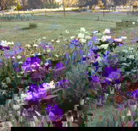 Riverina Iris Farm Open Garden and Iris Display - Sunshine Coast Tourism