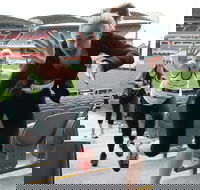 Stadium Stomp Adelaide Oval - Postponed - Sunshine Coast Tourism