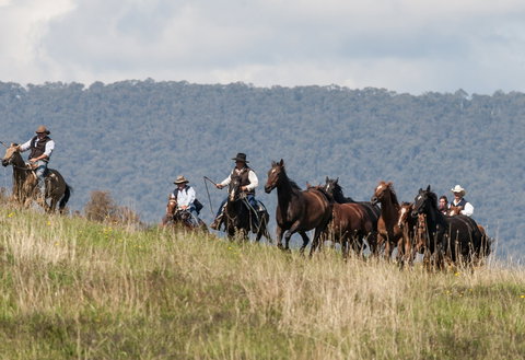 The Man From Snowy River Bush Festival - Holiday Sunshine Coast 1