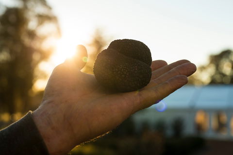 The Truffle Festival - Canberra Region - Sunshine Coast Tourism 0