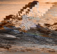 The Bay Games - Jervis Bay - Sunshine Coast Tourism