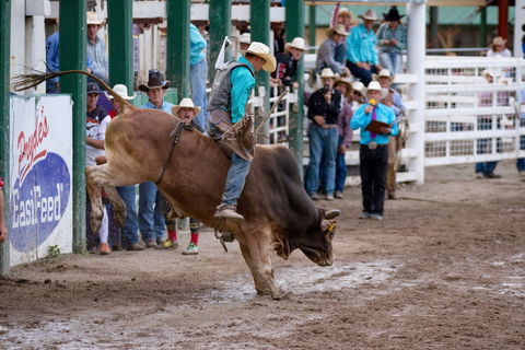 Warwick Rodeo National APRA National Finals And Warwick Gold Cup Campdraft - Sunshine Coast Tourism 1