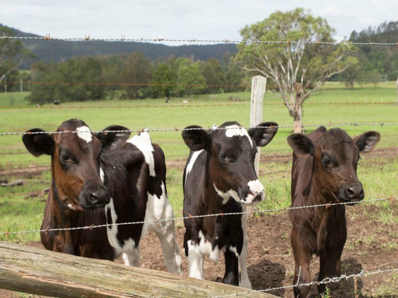 Bandon Grove NSW Sunshine Coast Tourism