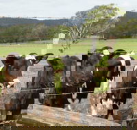 Bandon Grove Farm Tours - Sunshine Coast Tourism