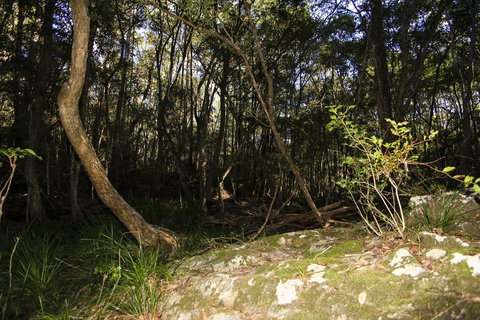 Bottlebutt Bash Trail Run - Sunshine Coast Tourism 1