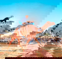 Boulia Camel Races - Sunshine Coast Tourism