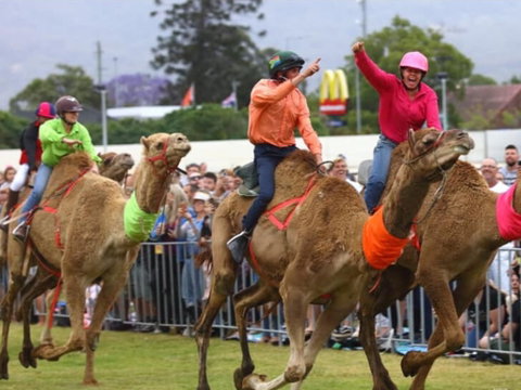 Camel Races At Penrith Paceway - Holiday Sunshine Coast 0