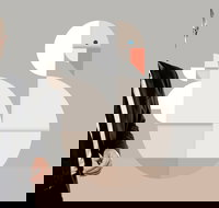 Classics Unwrapped 3 Animals - Sunshine Coast Tourism