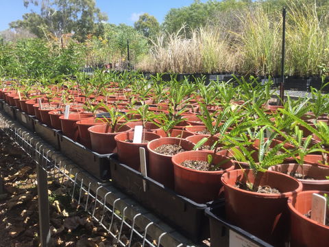 Conservation Volunteers Australia Townsville - Ocean View Nursery - Holiday Sunshine Coast 2