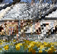 Daffodils at Rydal - Sunshine Coast Tourism